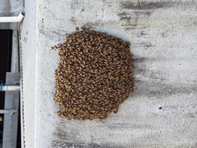 Swarm photo